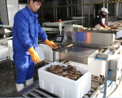 扇貝清洗后進行蒸煮